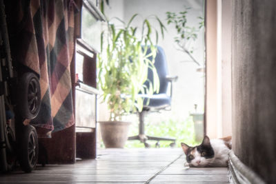 Cat sitting on table at home