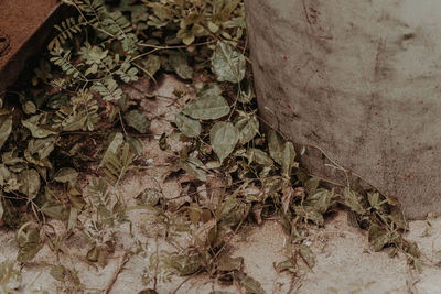 Close-up of dried plant on tree trunk