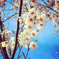 Low angle view of pink flowers blooming on tree