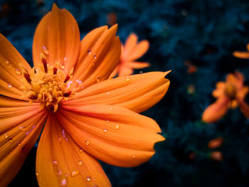 Close-up of raindrops on orange flower