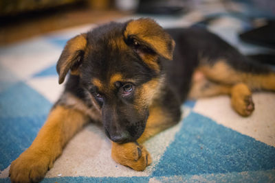 Close-up portrait of dog resting on floor