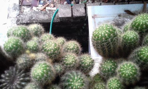 Close-up of cactus