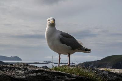 Seagull perching on rock by sea against sky