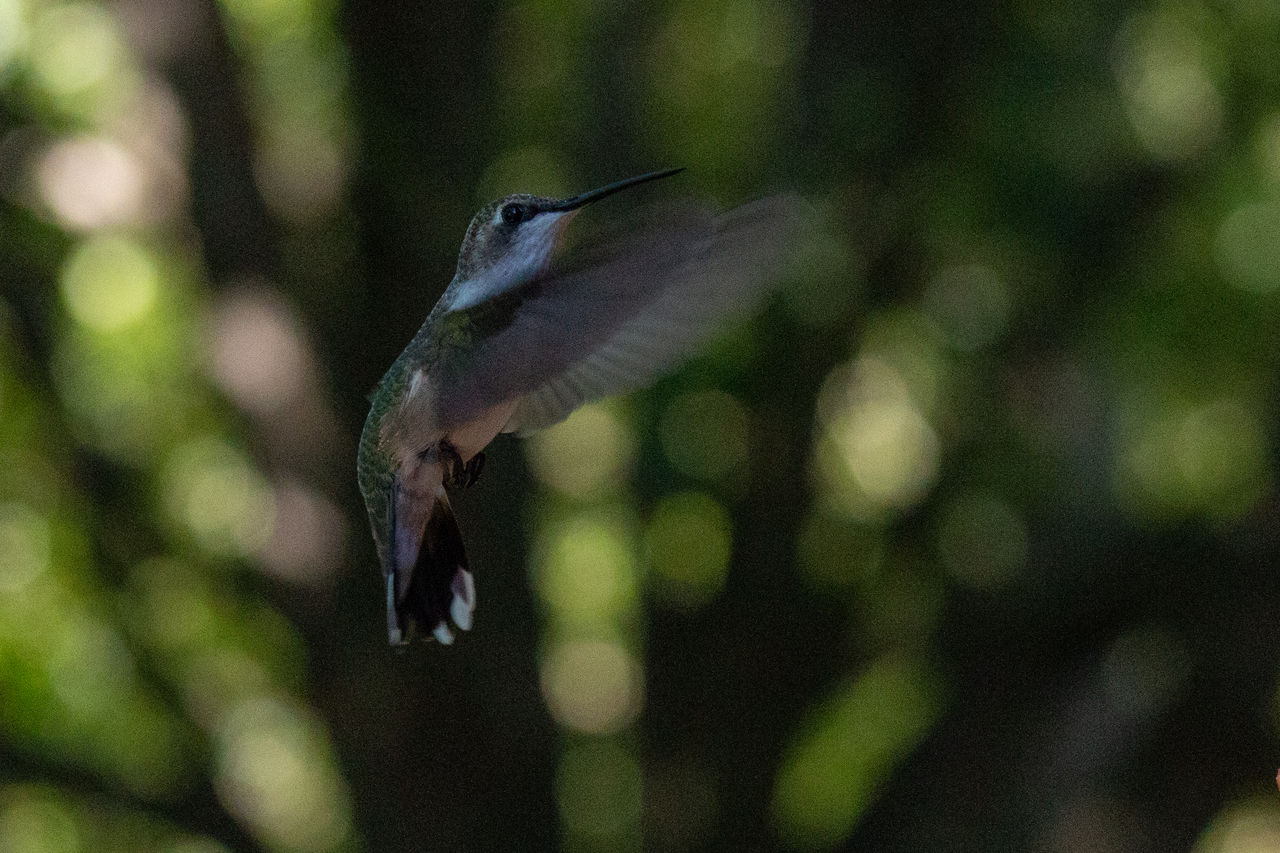 animal, animal themes, animal wildlife, green, one animal, nature, bird, wildlife, hummingbird, flying, beak, mid-air, close-up, no people, animal body part, tree, plant, focus on foreground, branch, flower, outdoors, macro photography, beauty in nature, spread wings