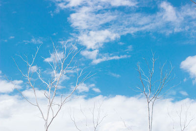 Low angle view of bare tree against sky