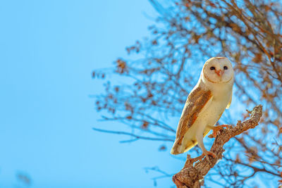 Low angle view of bird perching on tree against sky