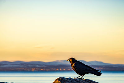 Bird perching on a rock