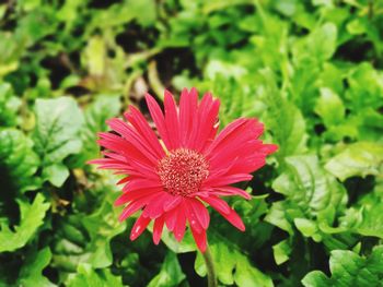 Close-up of red flower