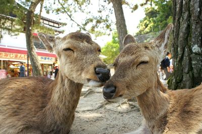 Close-up of deer