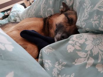 Dog sleeping on bed
