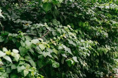 Full frame shot of plants