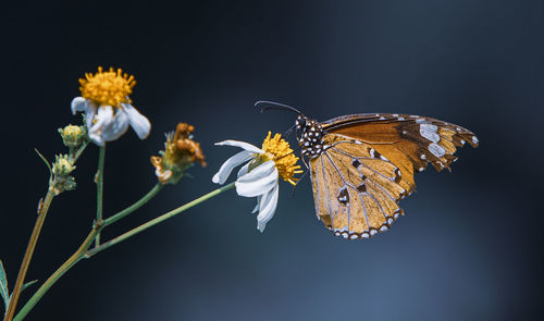 Close-up of butterfly pollinating on flower