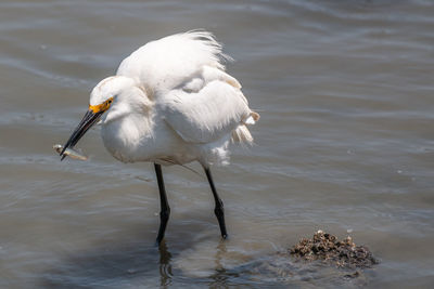 Great egret in a lake