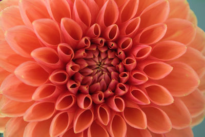 Close-up of dahlia