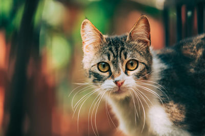 Close-up portrait of a cat