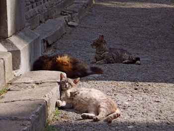 High angle view of cats on wall