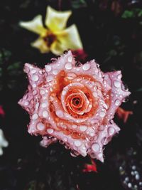 Close-up of rose on water