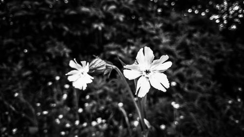 Close-up of white flowers blooming outdoors