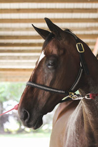 Close-up of horse standing outdoors