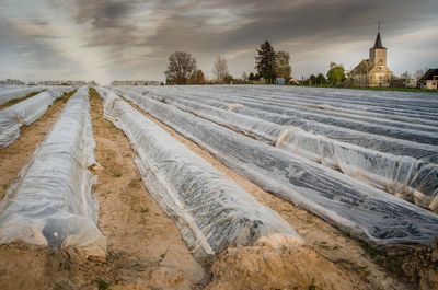 Asparagus field against cloudy sky