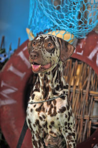 Close-up of a dog looking away