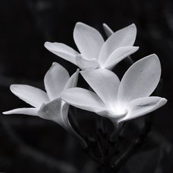 Close-up of white flowers