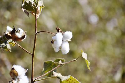 Close-up of cotton plant