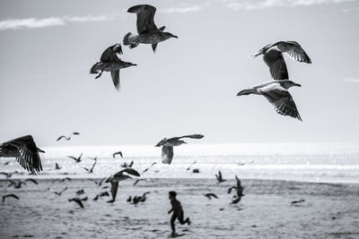 Seagulls flying over sea against sky