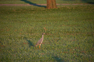 Side view of a bird on land