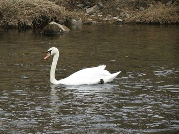 Swan swimming in lake