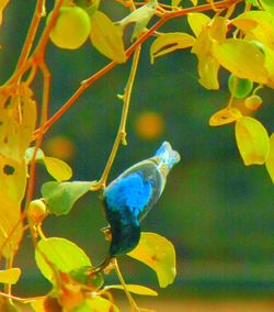 Close-up of parrot perching on branch