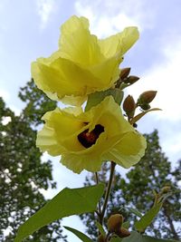 Low angle view of yellow flowering plant against sky