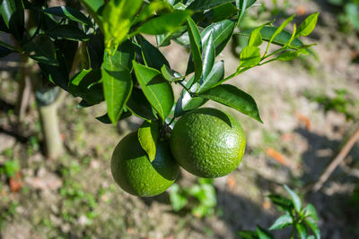 Close-up of fruit growing on tree