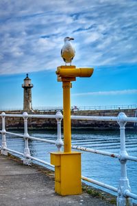 The whitby seagull on patrol