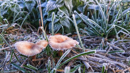 Close-up of mushrooms growing on land