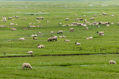 Sheep grazing in pasture