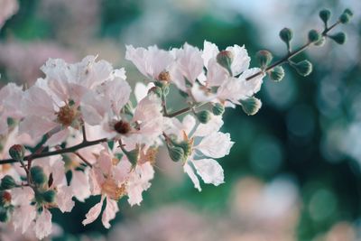 Close-up of apple blossoms in spring