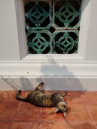 Cat relaxing on floor