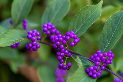 Close-up of berries growing on plant