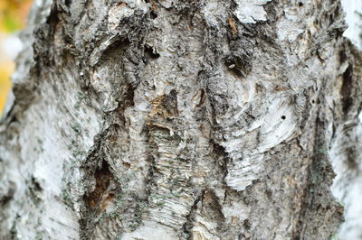 Full frame shot of tree trunk