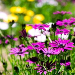 Close-up of pink flowers