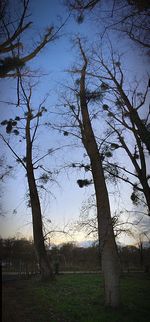 Bare trees on grassy field