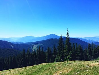 Scenic view of pine trees against clear blue sky