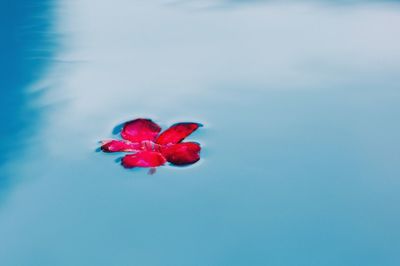 Close-up of red rose flower floating on water