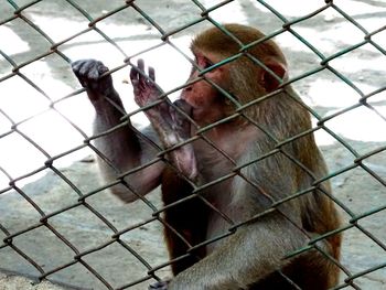 Close-up of monkey in cage