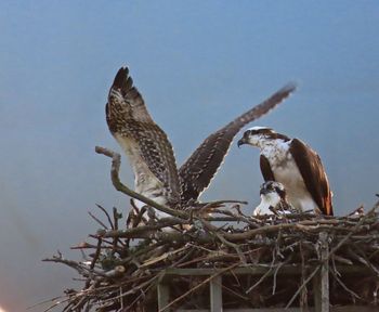 Closeup of an osprey nest