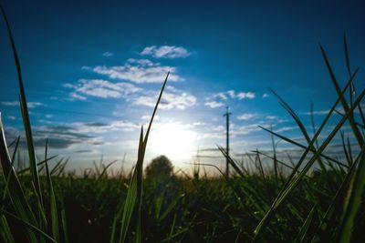 Close-up of grass in field against sky