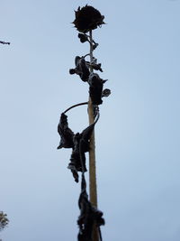 Low angle view of bird on pole against clear sky