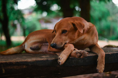 Close-up of a dog resting