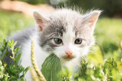 Close-up portrait of a cat